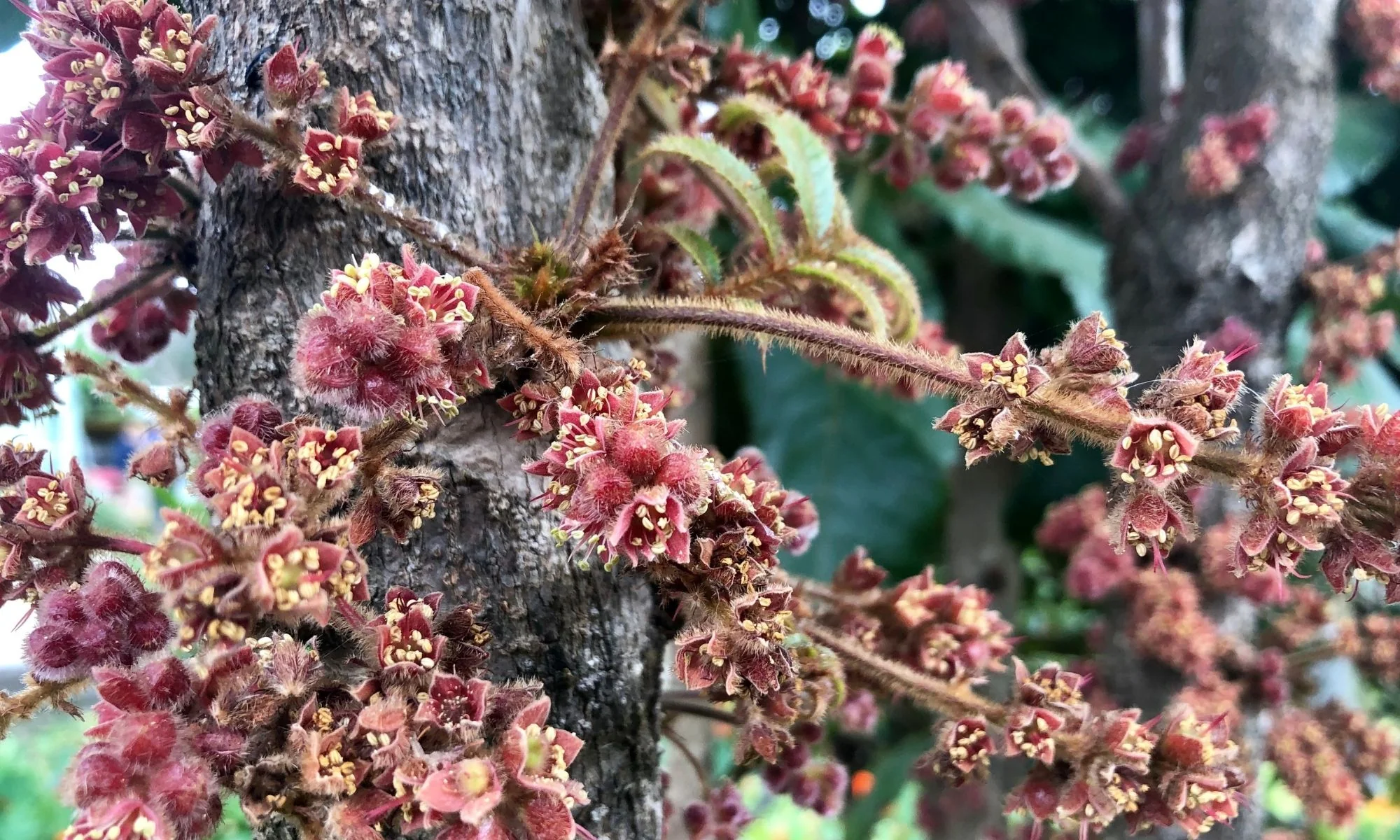 Australia’s Purest Native Superfoods