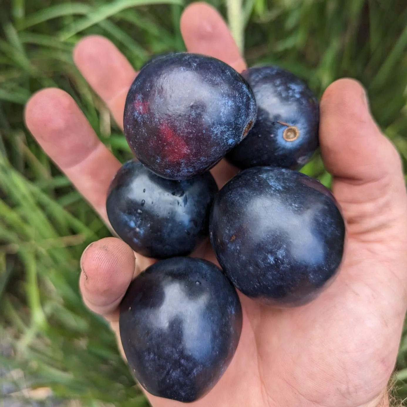 1kg x Davidson Plum Powder (Freeze Dried) - Image 3