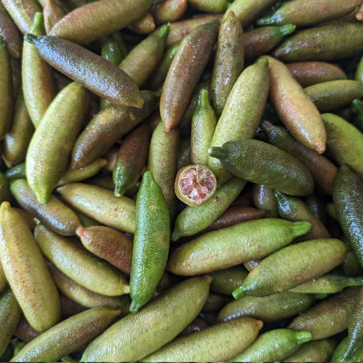 Frozen Finger Limes - Image 3