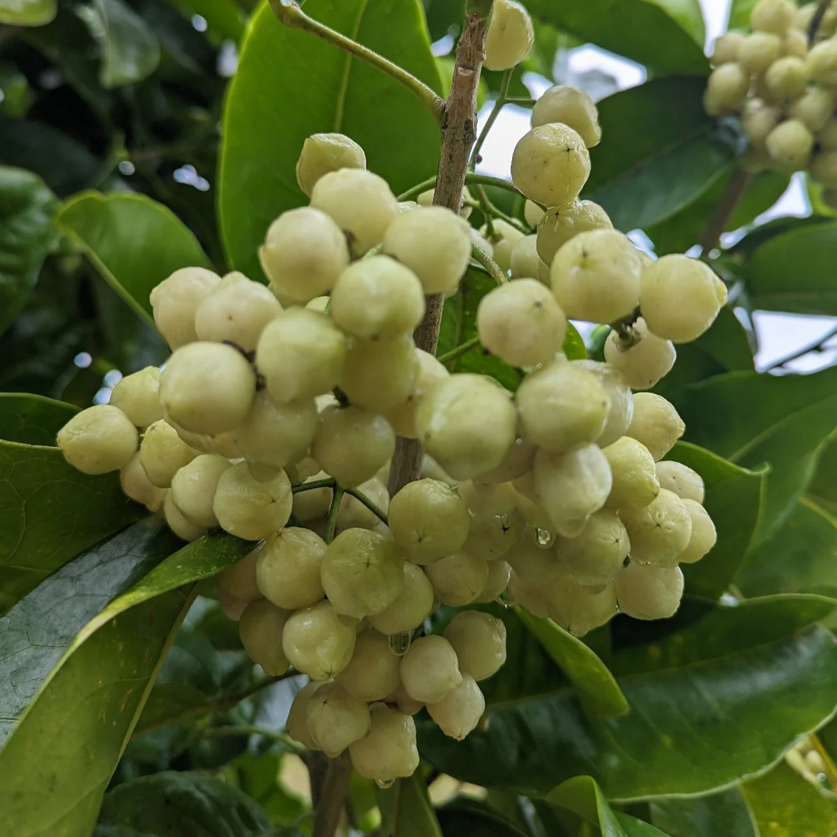 Frozen Lemon Aspen Fruit (15kg)