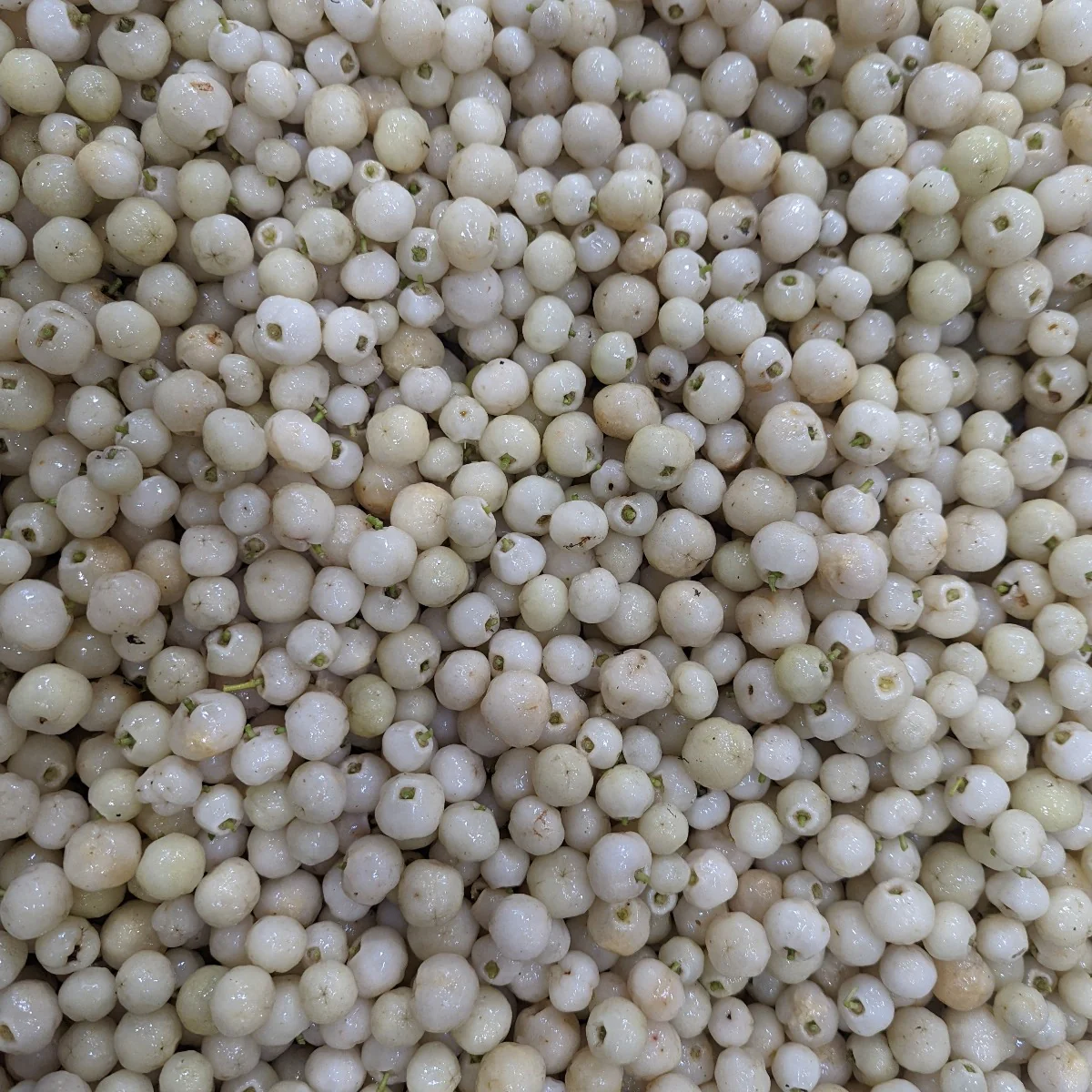 Frozen Lemon Aspen Fruit (15kg) - Image 2
